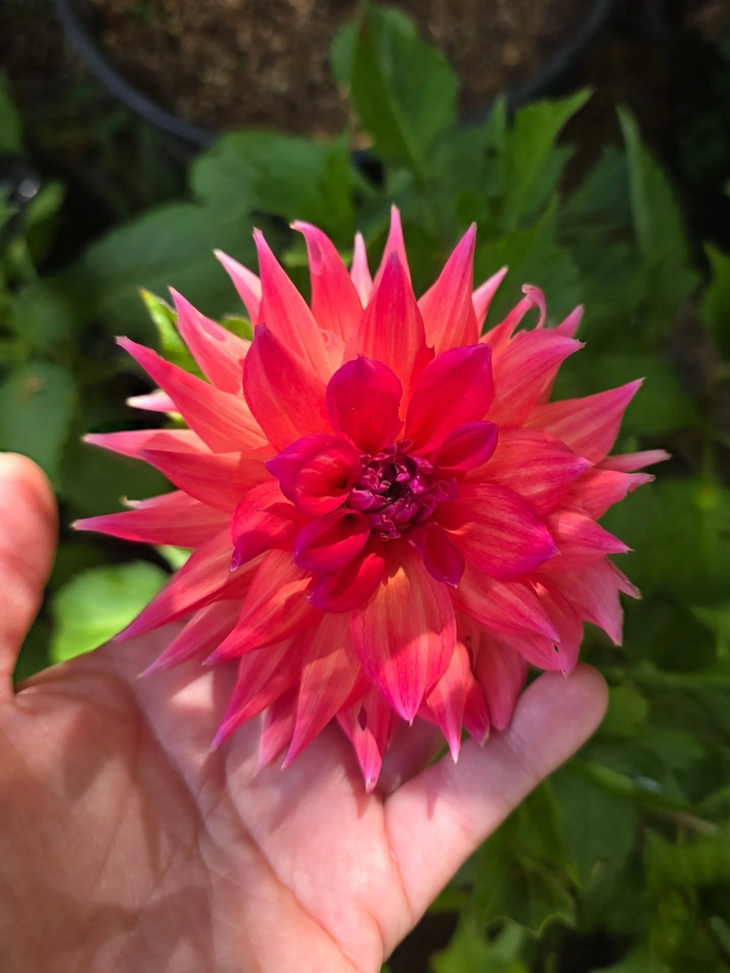Dalia roja sostenida en la mano en el vivero Almácigos Chiloé