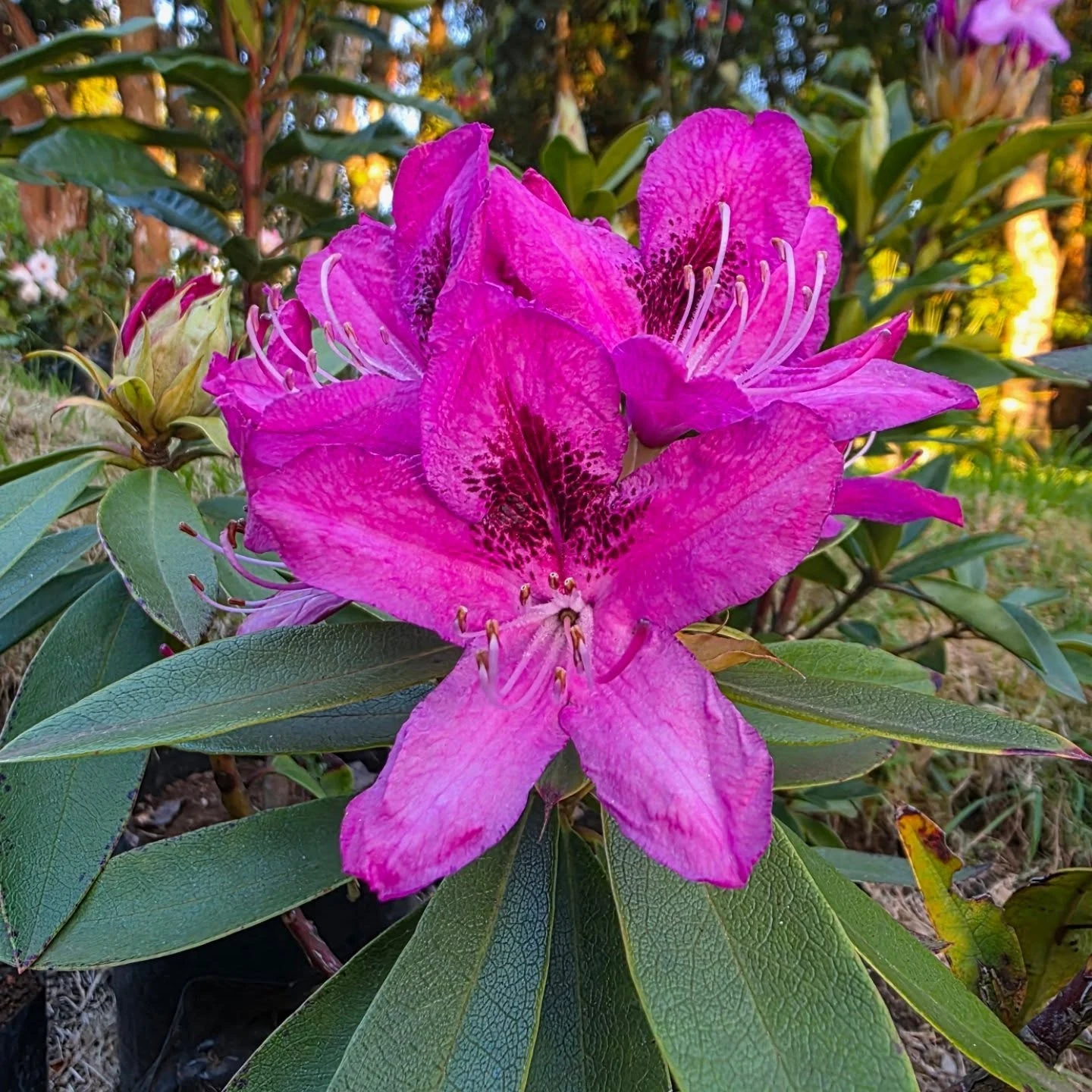 Rododendro morado en flor en el vivero Almácigos Chiloé