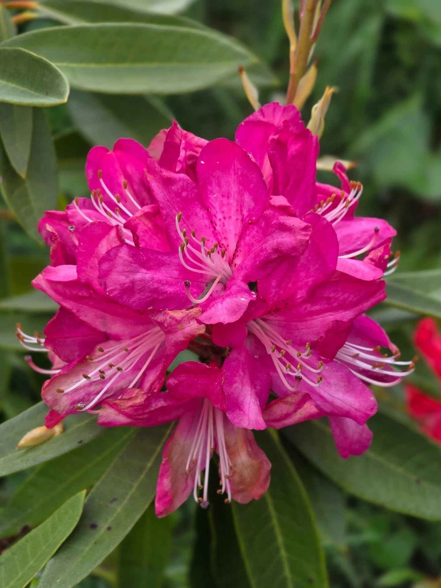 Rododendro fucsia en flor en el vivero Almácigos Chiloé